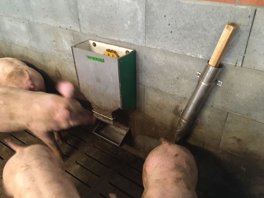 Dosiergerät für Strohpellets für Ferkel und Mastschweine