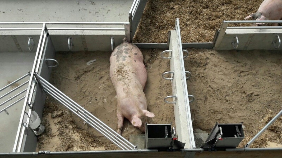 Futtertrog für die Ferkelstube KZB und Ferkelfutterautomat