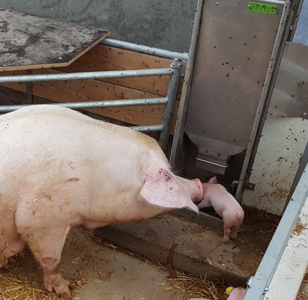 KZB-Familien-Futterautomat für Sauen mit Ferkeln im Bio-Stall
